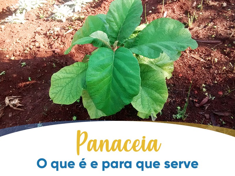 Panaceia: O que  e para que serve